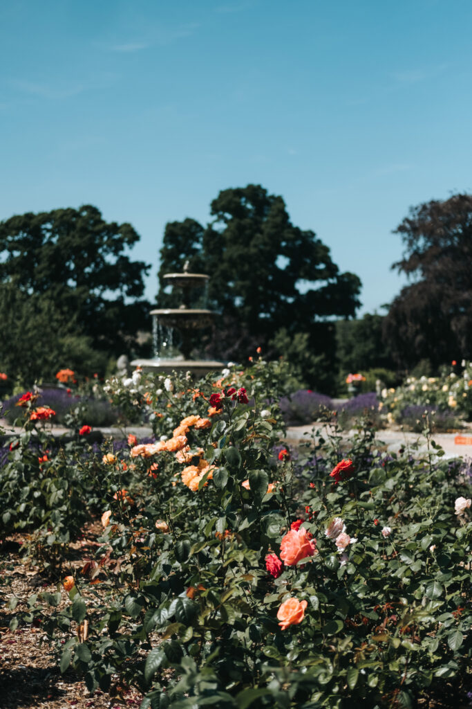 Fountain in rose gardens.