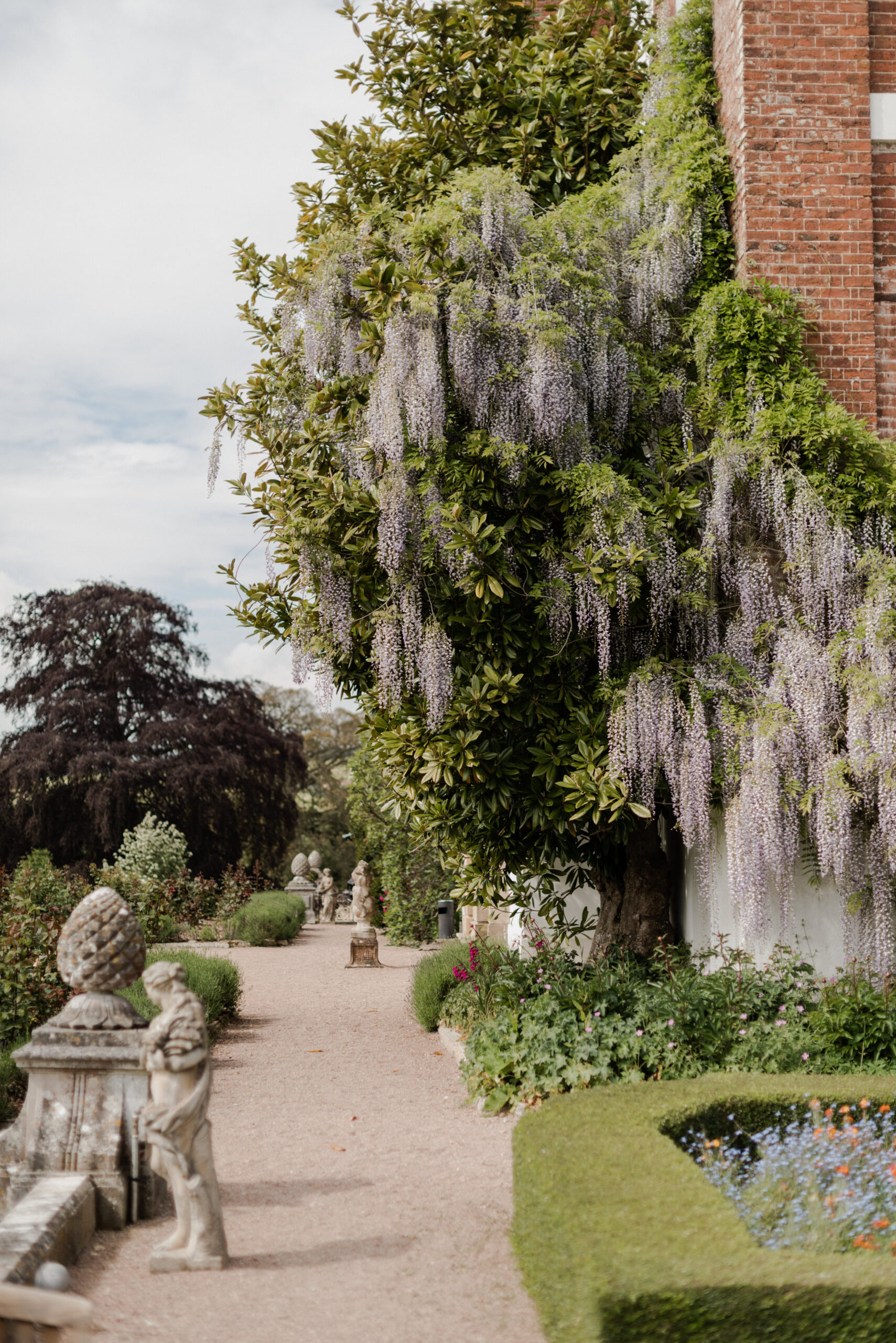 Wisteria tree in English country house gardens.