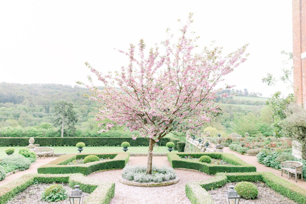 A cherry blossom tree in full bloom, during an English country garden wedding in Devon