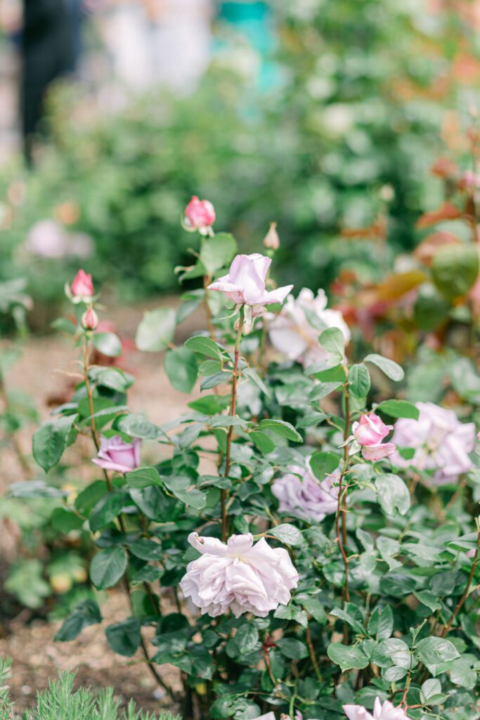 The rose gardens at Pynes House wedding venue