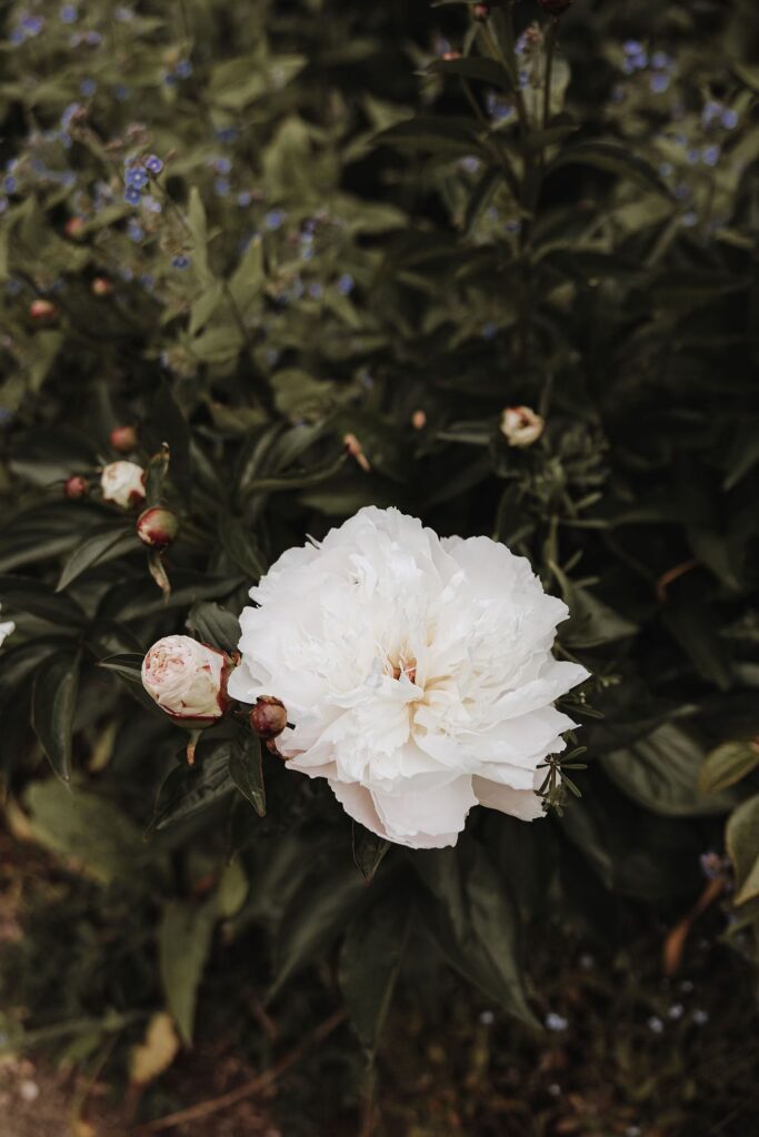 Pynes House Seasonal Flowers